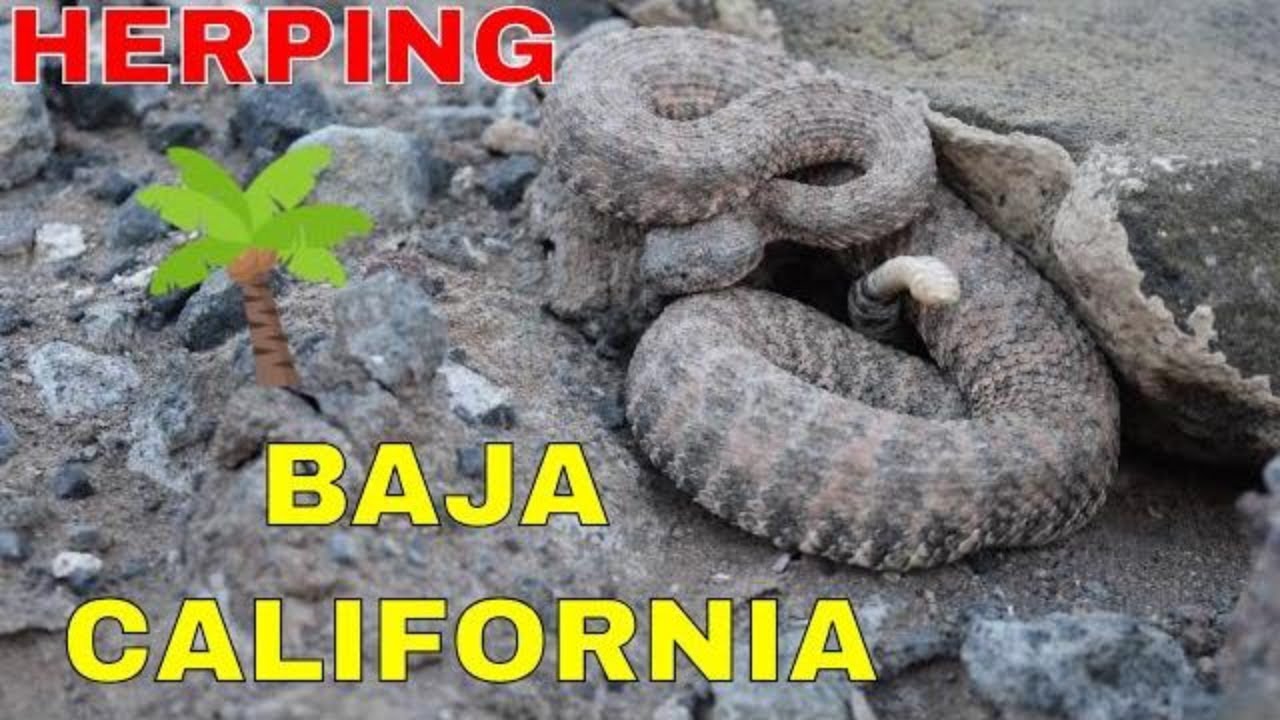 border patrol academy Herping Baja California - island hopping