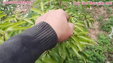 vải thiều ra hoa 100% phun thuốc tán thư sương mai để phòng bệnh