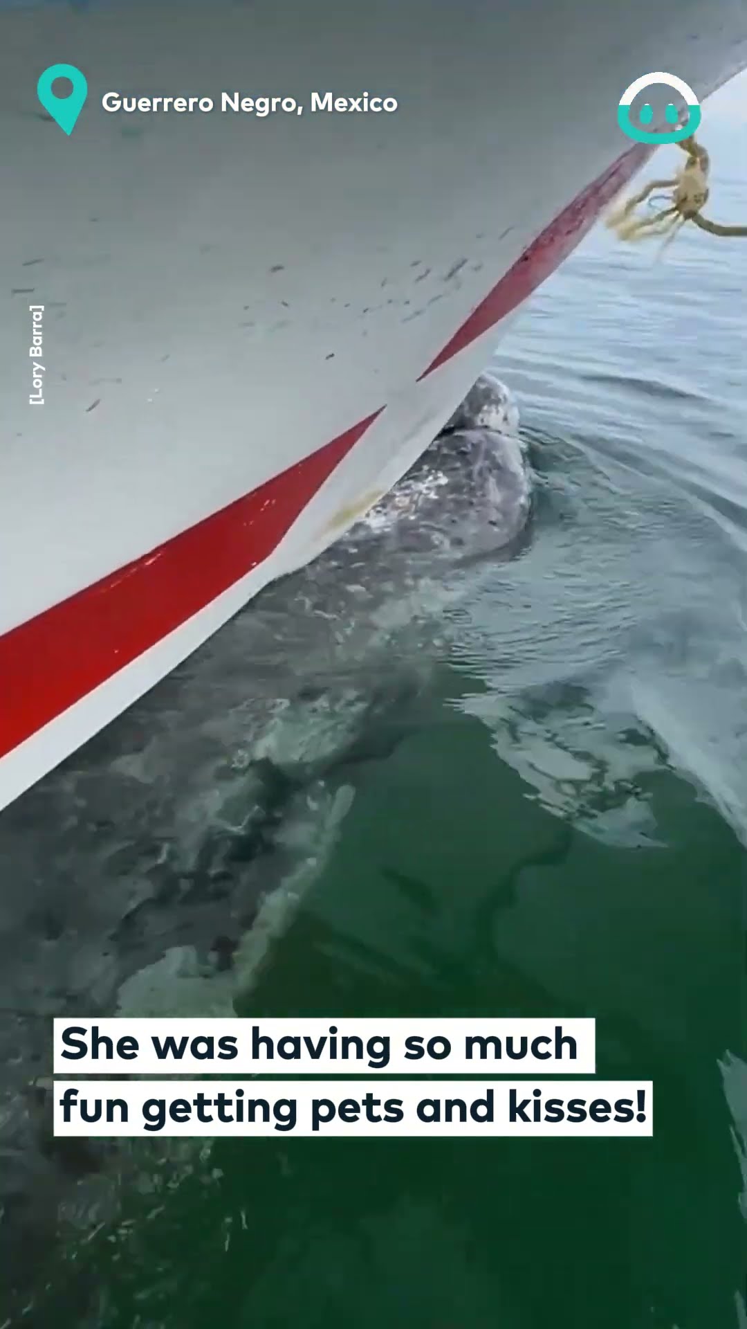 Gray Whale Moves Boat On Its Back || ViralHog