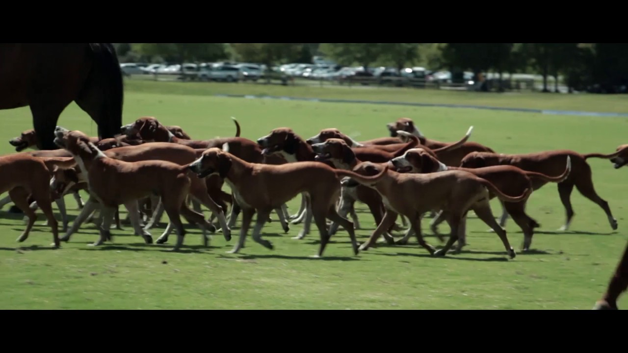Great Meadow Polo Classic