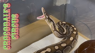 MOCHI | Lesser Axanthic VPI Royal / Ball Python | #feeding #highlights 💚🎬 (21.07.25)