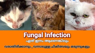 സ്കിൻ ഇൻഫെക്ഷൻ മരുന്നുകളും ചികിത്സയും | Treatment for fungus Infections in Cats | Mehrins Cattery