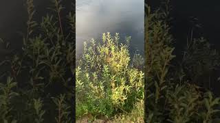 рыбалка, рыбалка летом, fishing, рыбалка на поплавок, рыбалка на спиннинг,