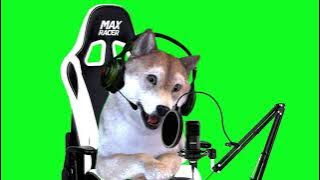 Green screen anjing full HD NoCopyright