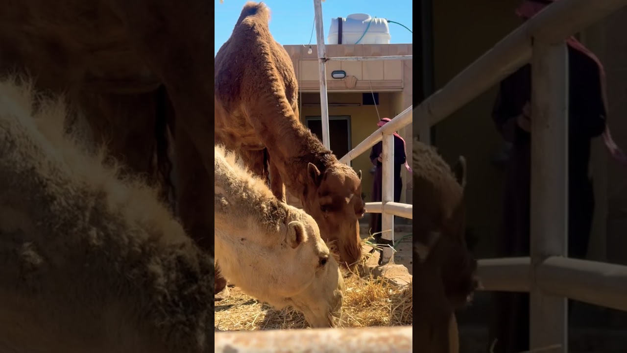 Camels enjoying the hay😋 