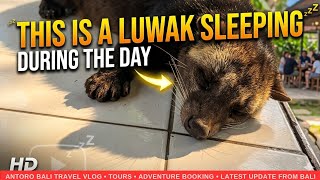 This is a Luwak Sleeping During the Day | Latest Update from Bali