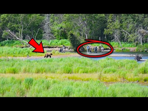 Grizzly Bears Do Not Attack Humans Here Unless