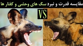 مقایسه قدرت و نبرد سگ های وحشی آفریقایی و کفتار ها