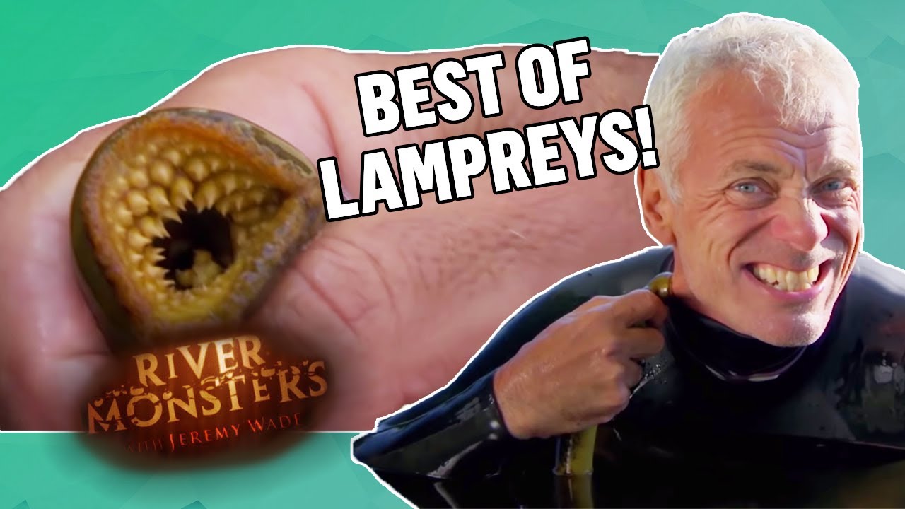 The BEST OF LAMPREYS  COMPILATION  River Monsters