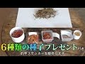 唐辛子の種子プレゼント2017