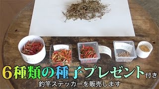 唐辛子の種子プレゼント2017