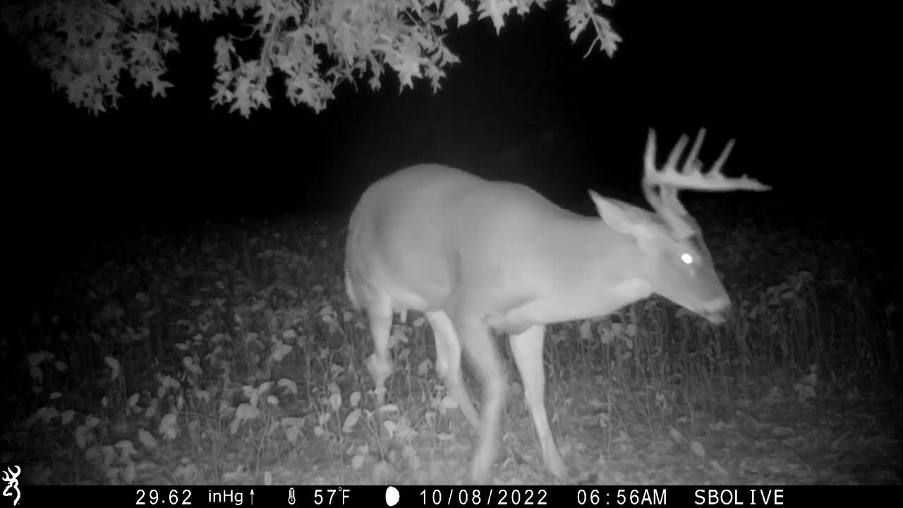 Dominant Buck SNORT WHEEZE Perfect Whitetail Audio Browning Spec