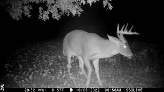 Dominant Buck SNORT WHEEZE | Perfect Whitetail Audio | Browning Spec Ops Advantage