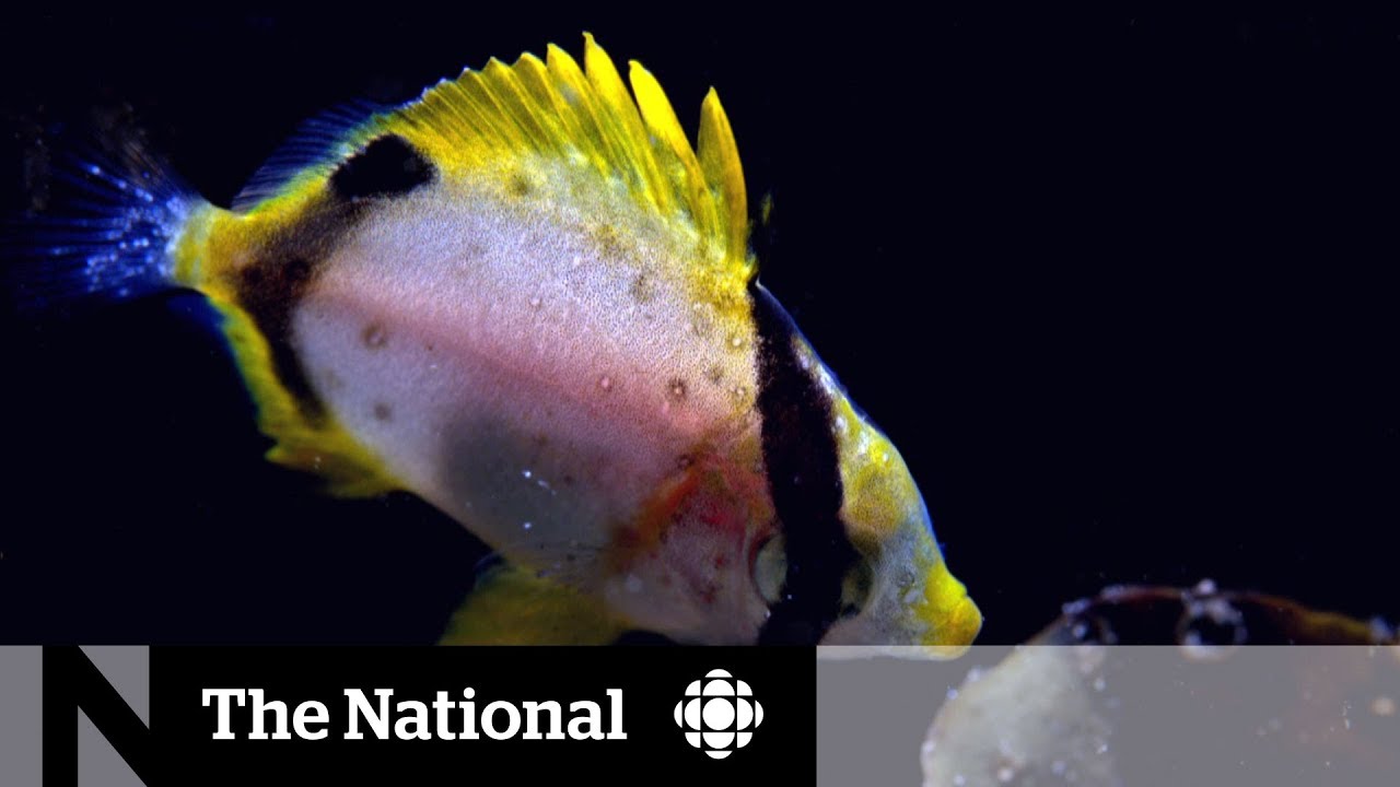 Warming waters bringing tropical fish north to Nova Scotia watershed