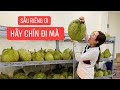 Mới tới Hà Nội, Trang LTP rầu thúi ruột vì sầu riêng ở cửa hàng mãi chưa chín, phải làm sao đây ???