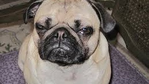 ThePugShow Gets Booted Offline??!!