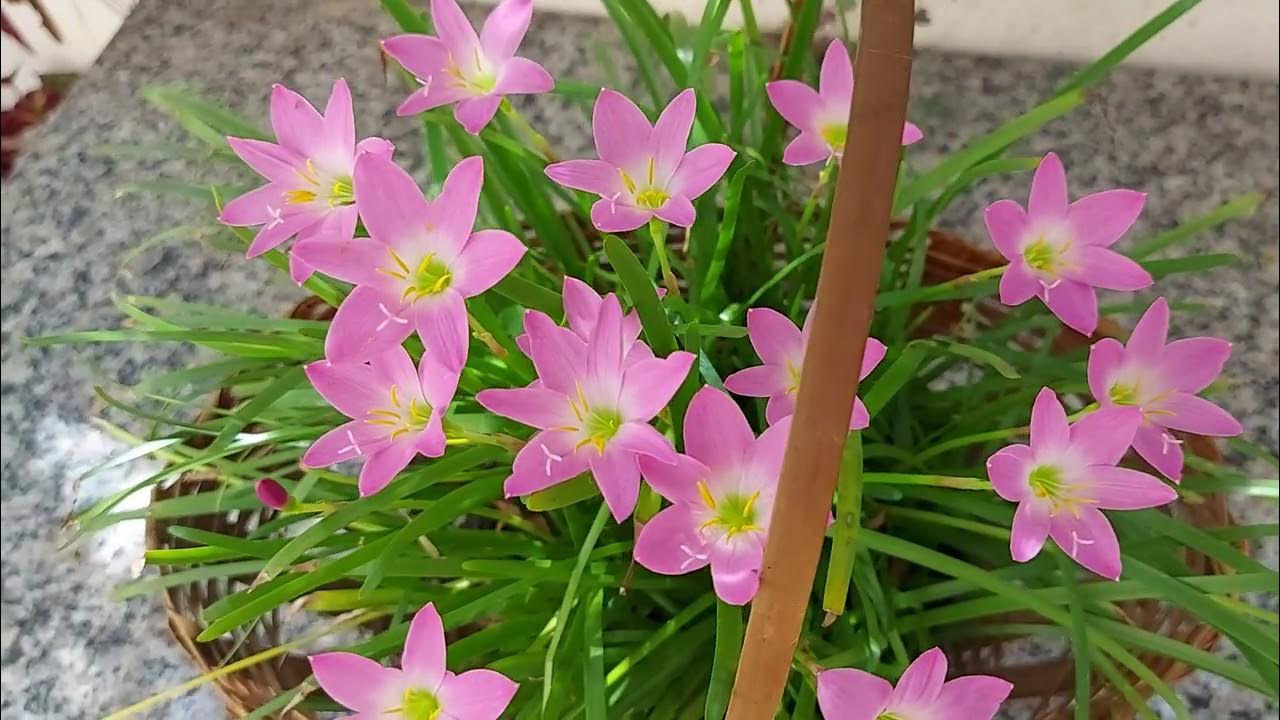 SAIBA COMO CULTIVAR LÍRIO DO VENTO - ZEPHYRANTHES ROSEA - thptnganamst.edu.vn