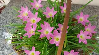 SAIBA COMO CULTIVAR LÍRIO DO VENTO - ZEPHYRANTHES ROSEA - thptnganamst.edu.vn