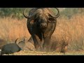 The Fatal Tactics of The World's Most Dangerous Animals
