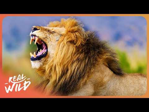 The Fatal Tactics of The World's Most Dangerous Animals