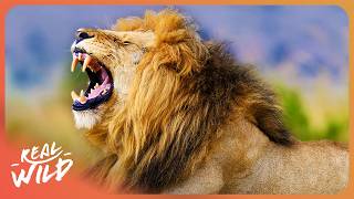 The Fatal Tactics of The World's Most Dangerous Animals