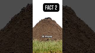 3 quick random facts that will blow your mind | 3 QUICK FACTS