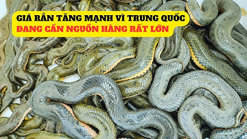 Giá Rắn Mòng Đỏ Tăng Mạnh Vì Trung Quốc Đang Cần Nguồn Rắn Thịt Rất Lớn - Trại Giống Đông Sơn