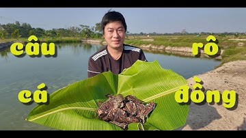 Trải nghiệm câu cá rô đồng , Rán ăn luôn tại chỗ  || Ẩm thực đồng quê .  @trại-giống-hà-nam ​