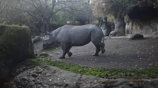 Rhinos running - Oregon Zoo