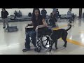 Starmark Dog Training Starmark Dog Training
