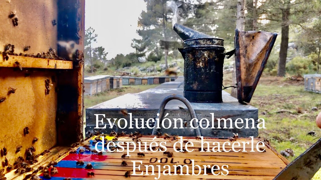 Colmena una semana después de hacerle Enjambres