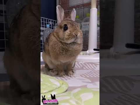 ここにいます🐇