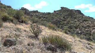 Eco-insights: Where's the water for wildlife? Embudo Canyon, NM