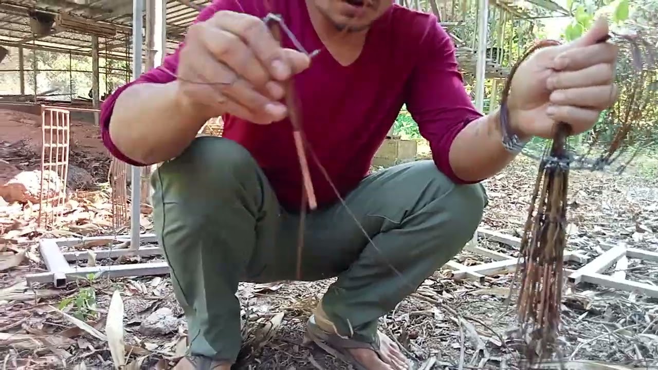 #วิธีปักครืนดักไก่ป่า แบบใช้งานจริงนั่งจุดเดียวไปดูวีธีปักต่อไก่แบบรีบๆรับชมครับผม