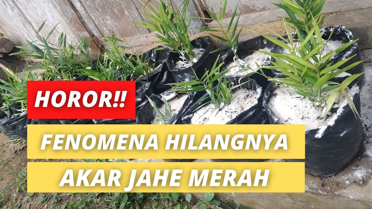 CARA MENGATASI HAMA URET SECARA ALAMI PADA BUDIDAYA JAHE MERAH - AKSARA Agro & Farm