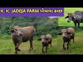 Kk  farm       buffalo