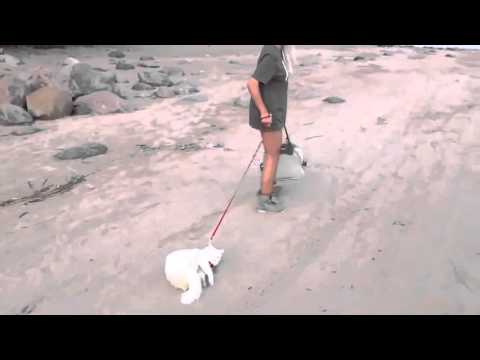 Позитив: Прогулка с котом :)