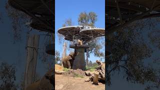 Elephant Uses Trunk Like a Human Hand! 🐘 #zoo #animals
Watch this amazing elephant at the San Diego Zoo use its trunk just like a hand to pick up food and feed itself. It is incredible to see this kind of precision up close during a family zoo day. Subscribe to Road Trip Parents for more practical family travel tips and wildlife adventures! Elephant Uses Trunk Like a Human Hand! 🐘 #zoo #animals