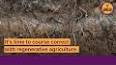 The History of Corn: A Staple Grain with Deep Roots ile ilgili video