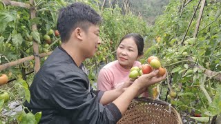 I went to the garden to harvest tomatoes to sell and cook