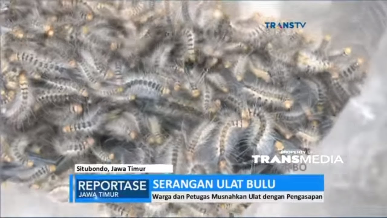 Geger Kampung Ini Diserang Ribuan Ulat Bulu Youtube