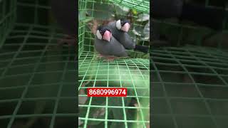 🐦⬛ Black java finches for sale...#trendingnow #salealert