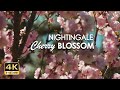 4kr nightingale  cherry blossom  relaxing birdsong  flowering trees  bird sounds for sleeping