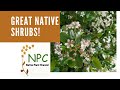 Great native shrubs for the northeast native plant gardens native shrubs