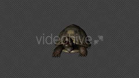 Turtle Attack Pack01 4 In 1 | Motion Graphics - Envato elements