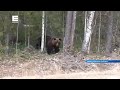 Медведь вышел к людям рядом с деревней Тарай в Иланском районе