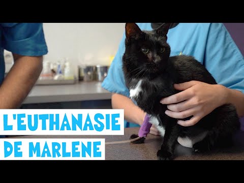Vidéo: Comment Décider D'euthanasier Un Animal Malade