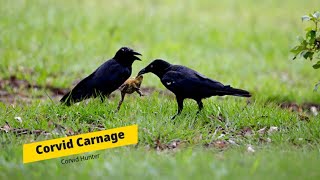 Air Rifle Hunting, (Corvid Carnage) The Sky Is Raining Corvids