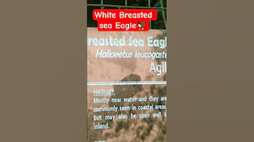 White Sea Eagle At Albay Park 