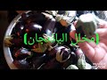 مخلل الباذنجان بأسهل الطرق 
